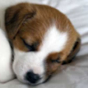 Meet your Posher, Emmaline